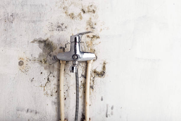 Best Mold Remediation Services  in Rheems, PA