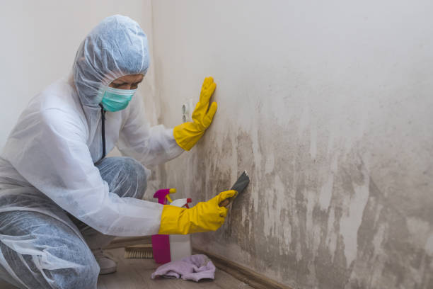 Best Commercial Mold Removal  in Rheems, PA