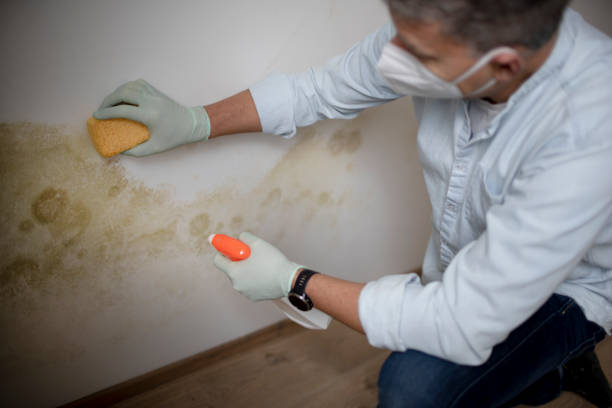 Best Same-Day Mold Removal  in Rheems, PA