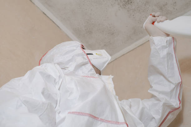 Best Mold Remediation Experts  in Rheems, PA