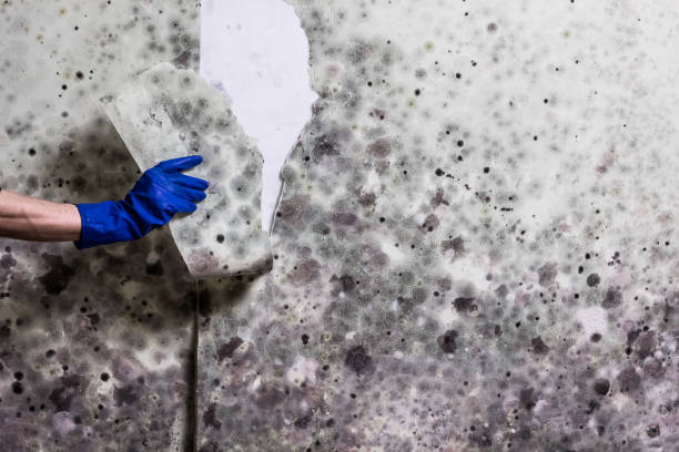Best Emergency Mold Removal  in Rheems, PA